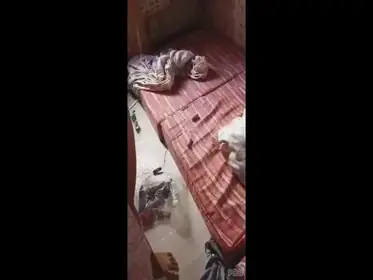 Momen Romantis Sejoli Di Kamar Pacar Cantik